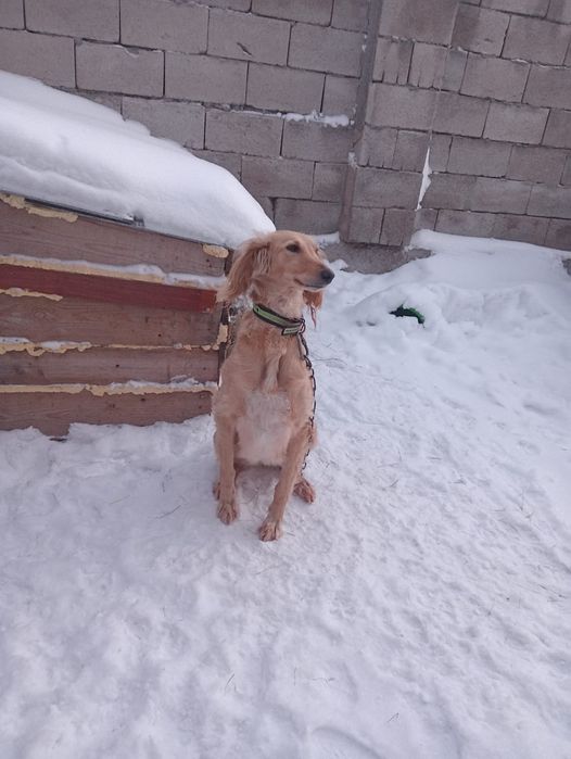 Тазы сатылады ұрғашы