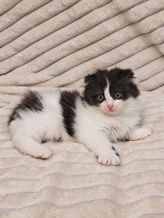 Котята вислоухие
