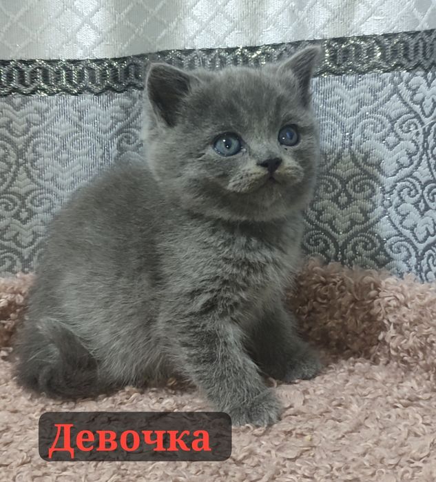 Продаются котята правильной вязки