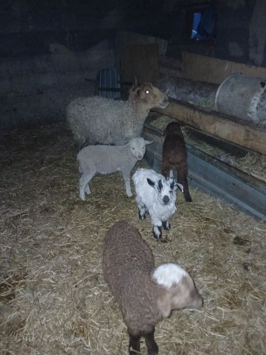 Срочно продам оптом