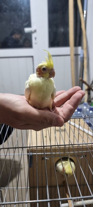 Корелла попугай семья