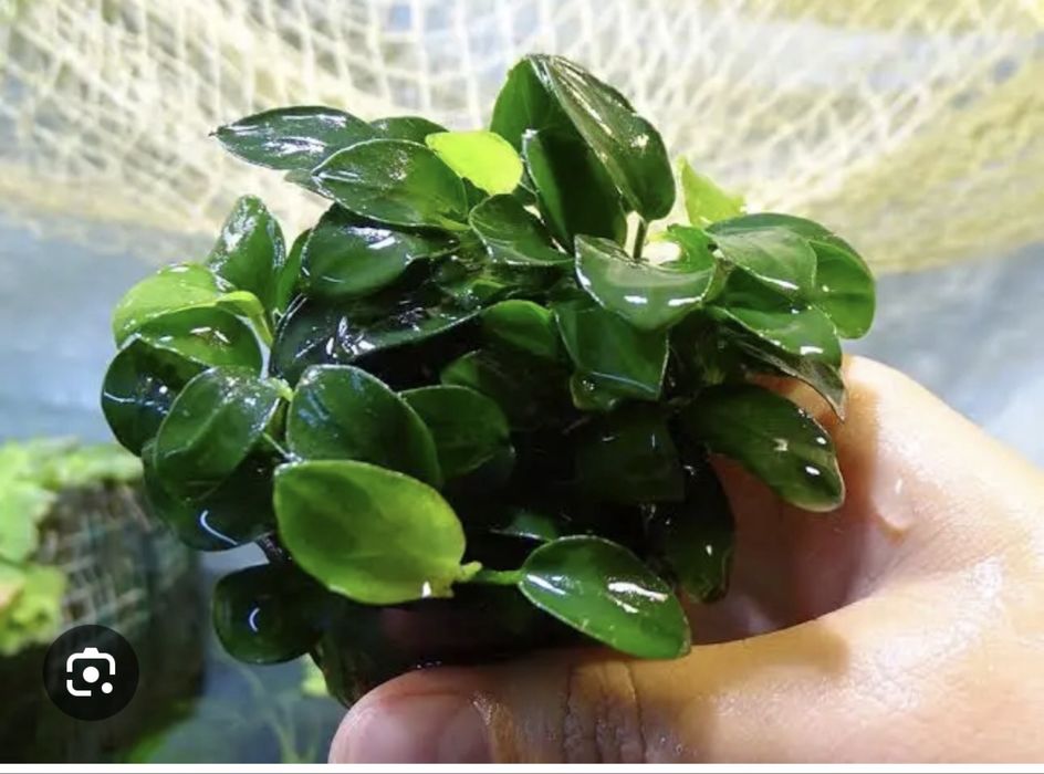 Продается акварумный растения