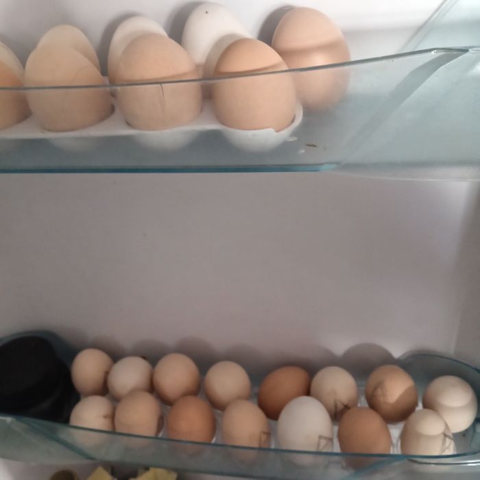 Арлер сатлад 4500
 Жымртка туып тыр