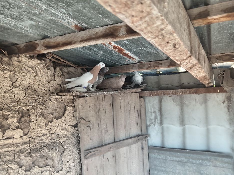 Продам голубей разных мастей