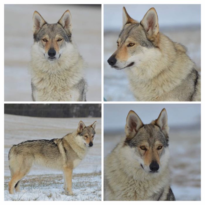 Волкодав Чехословацкий