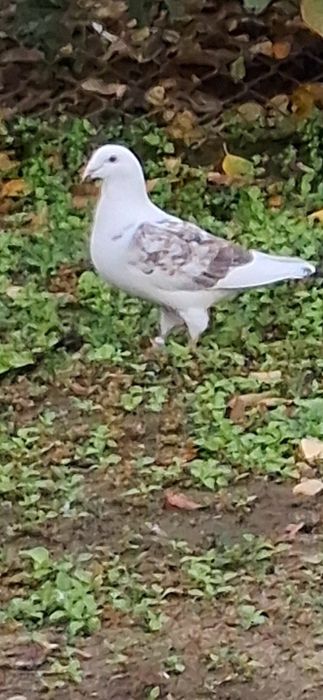 Porumbei de vanzare!