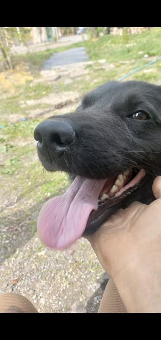 Отдам собаку в хорошие руки