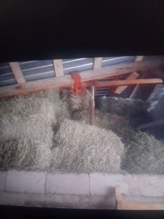 Продаётся Клевер и Клевер перемешанный ,срочно около 1500 тюков