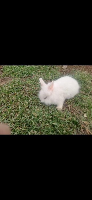 декоротивный кролик