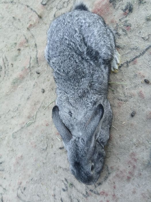 Кролики великан.   .