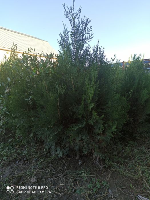 Продаётся туя брабант (западная)  от 90 см