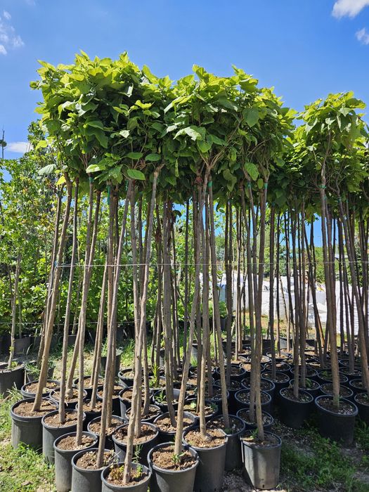 Artar  japonez  acer  catalpa