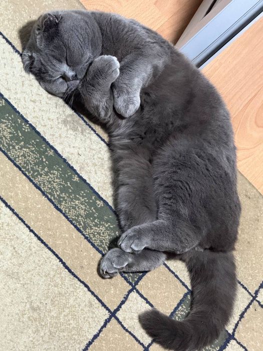 Кот британский 3 года
