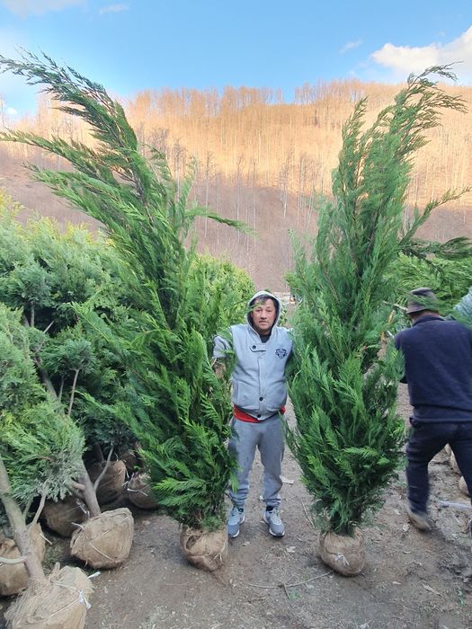 Leylandii 2.3m - 2.5m/ gard viu natural/ calitate premium