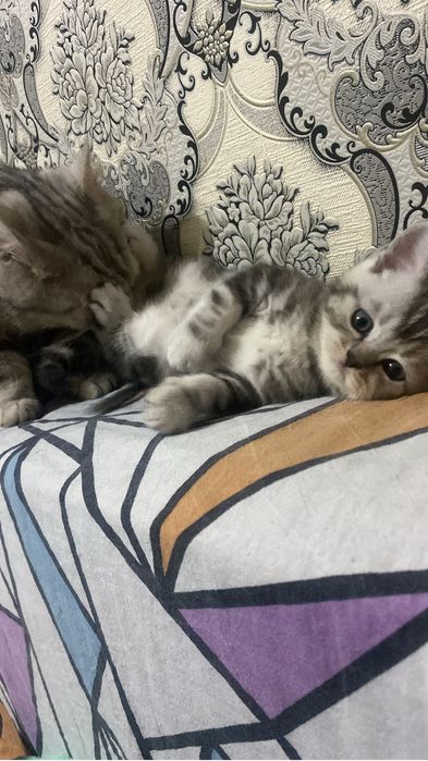 Скоттиш Страйд котята