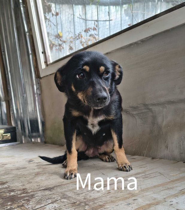 Spre adopție: 5 puiuți energici și iubitori (2 fetițe și 3 băieței)