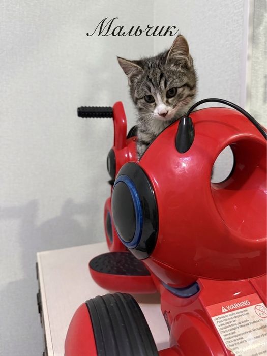 Котята ищут дом! Ташкент!