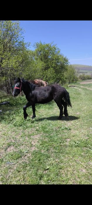 Vând mânză de 1 an