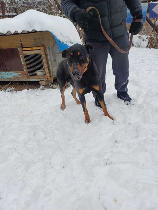 Доберман 10 мес в дар