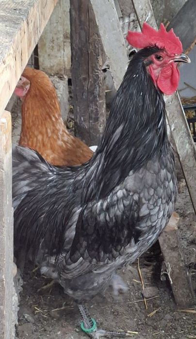 Vând Cocoș Australorp