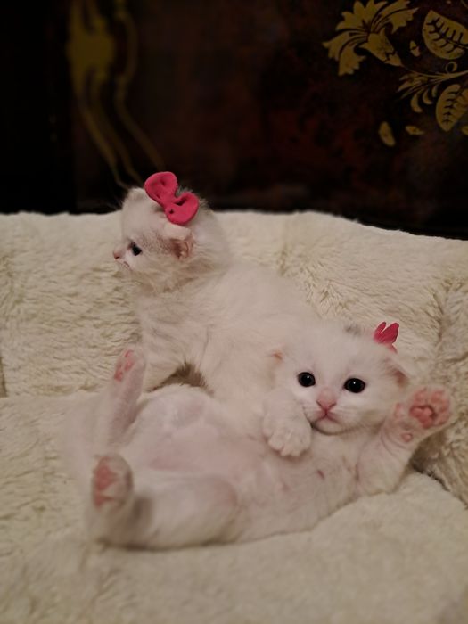 котёнка белые вислоухи