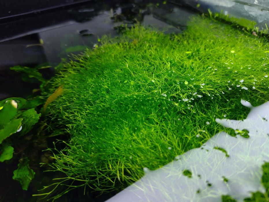 Plante acvariu pesti