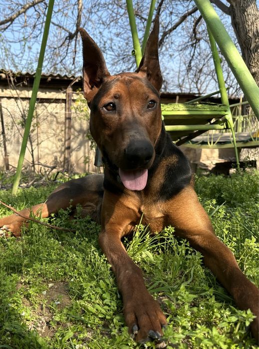 Вязка добермана. Кобель. 2 года