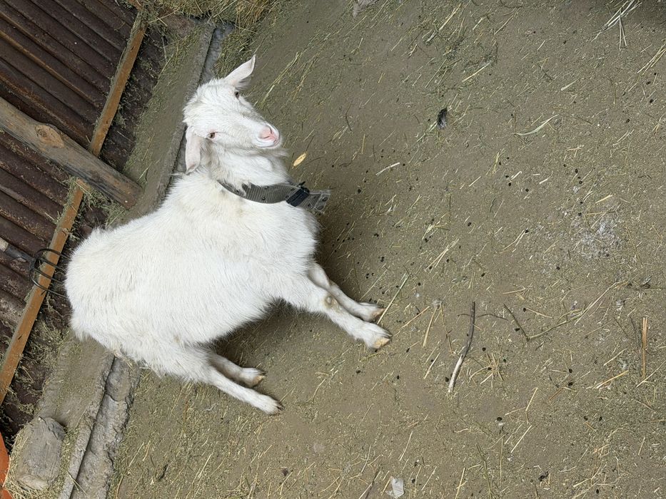 Продам коз молодые