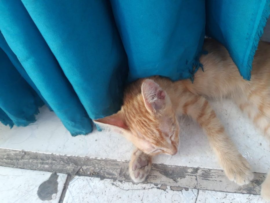 Даю даром       .