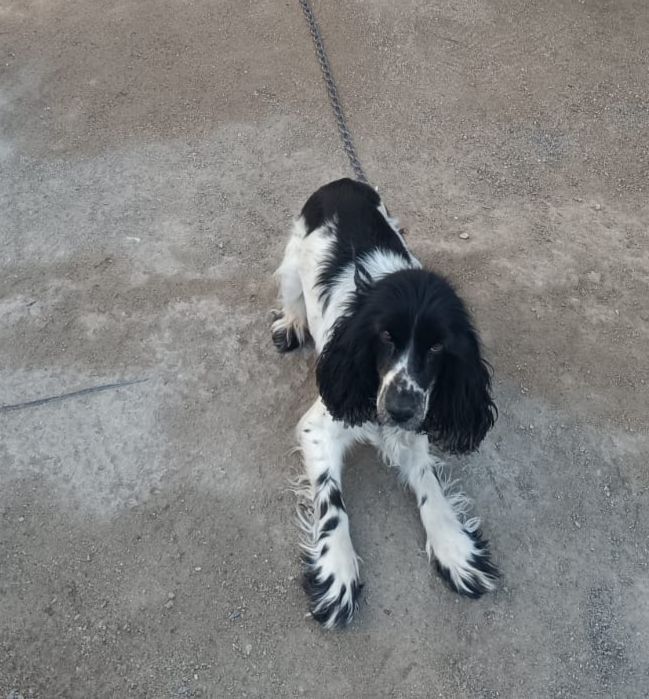 Отдам бесплатно в добрые ручки.