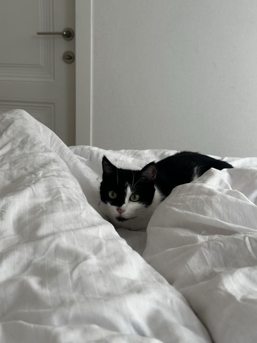 Отдам кота 9 месяцев