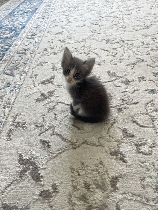 Котик в хорошие руки