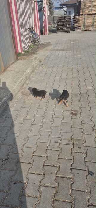 Подаряват се малки кученца