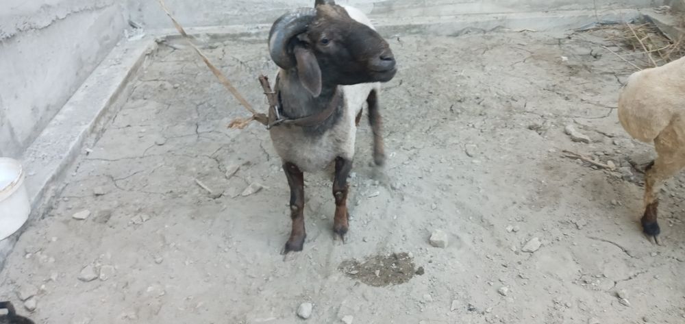 Куйлар сотилади йошлигидан бокилган