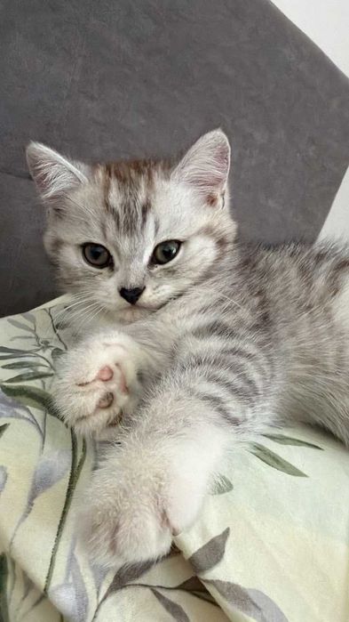 Белоснежный британский котёнок мальчик