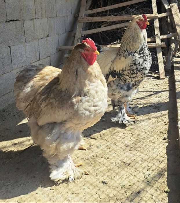 Продам Петушки / Кораз/ Атеш