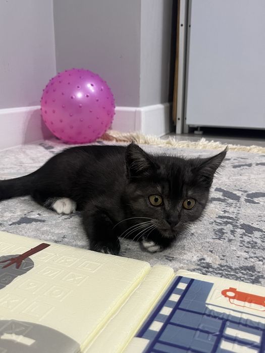 Котенок ( отдам бесплатно)