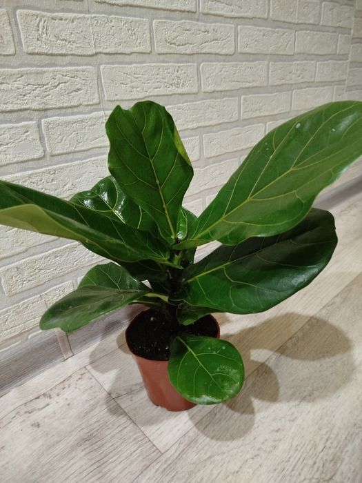 Продам фикус Лирато