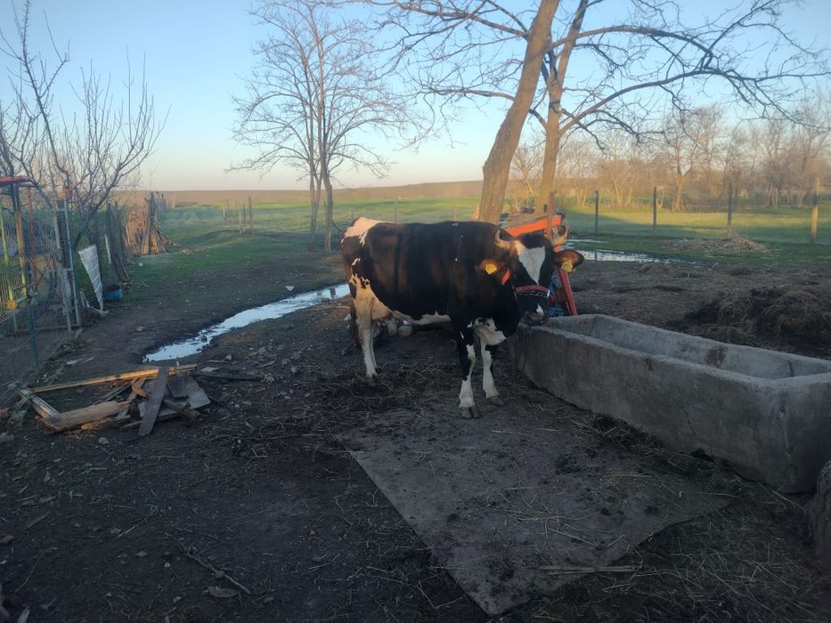 Vaci de vanzare bune de lapte
Vaci de vânzare bune de lapte – 25L/zi f