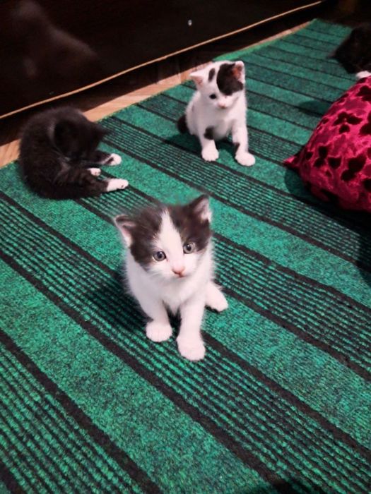 Котята полупородистые