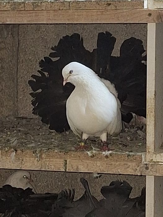 Porumbei rotați/voltati