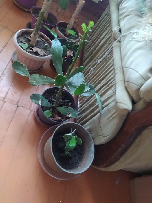 Кактус Бразилиопунция