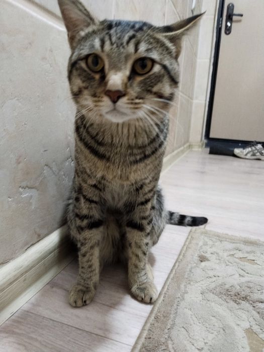 Отдам кота в хорошие руки, не кастрированный и без породный