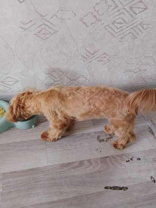 Щенок мальтипу красавец