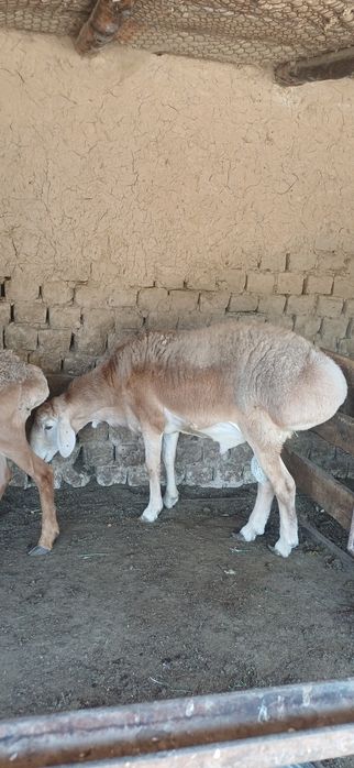 Ona bola qóylar sotlad 9 milódan kam bor bolas urģochi 1 tas qóchqorOn