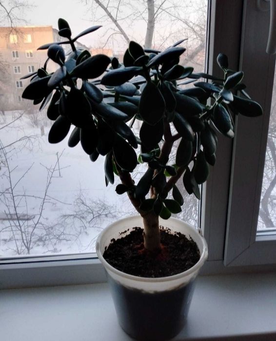 Продам цветок дёшево !