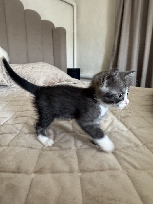 котята порода сияамец + британец