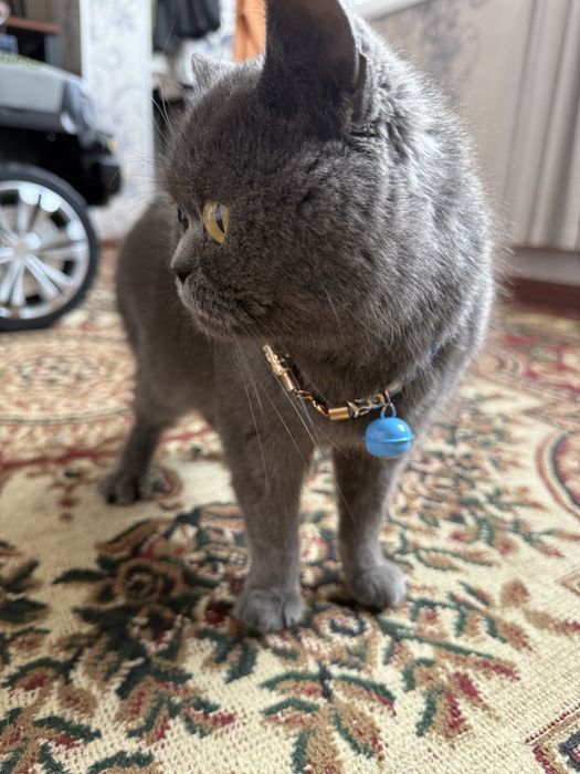 Britansky toza qon mushukcha