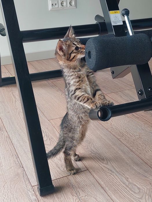 Котята мальчики проглистованы