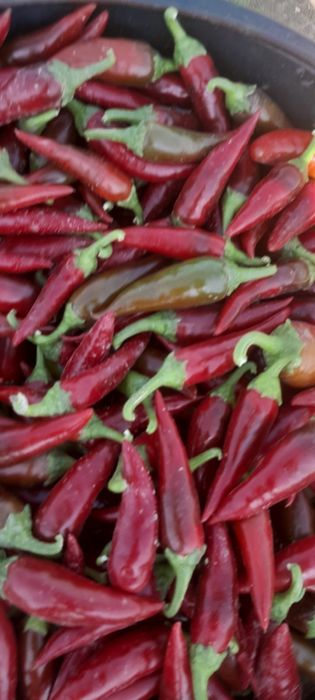 Продается Острый перец свежи